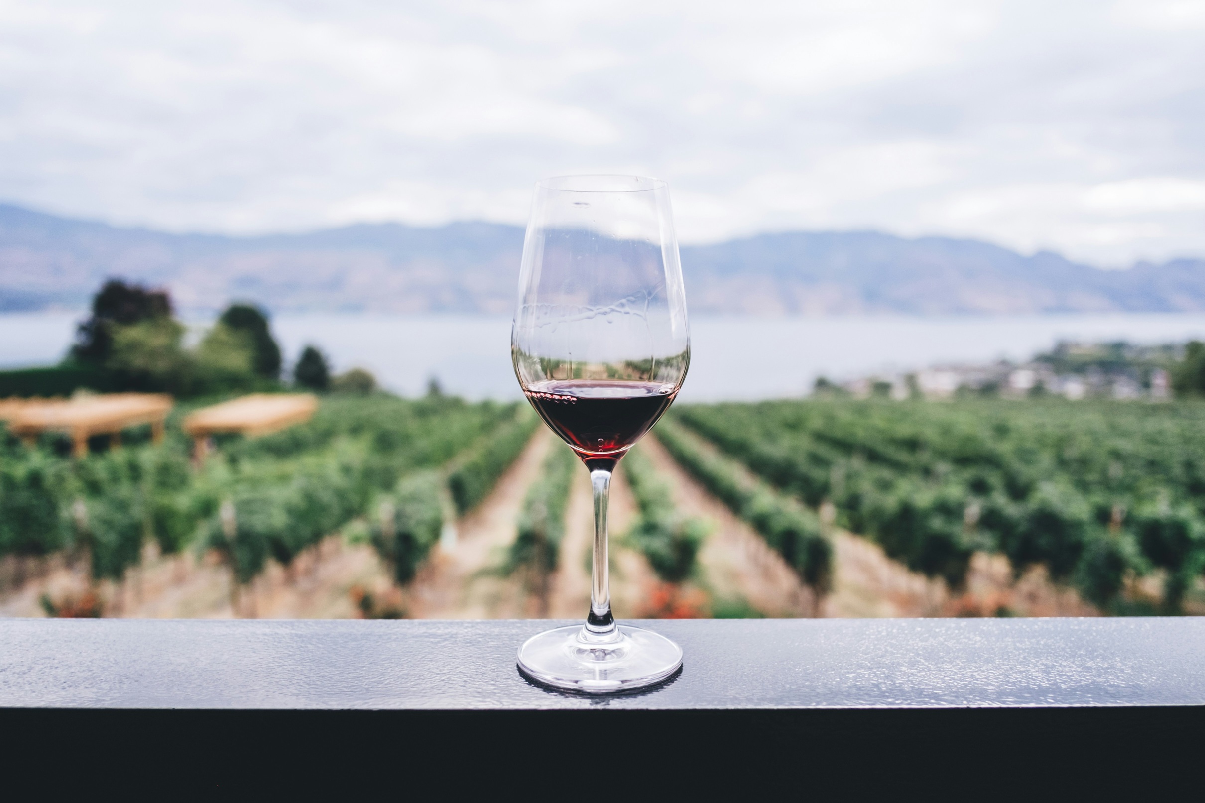 Vineyard landscape, curated wine and culinary journey setting
